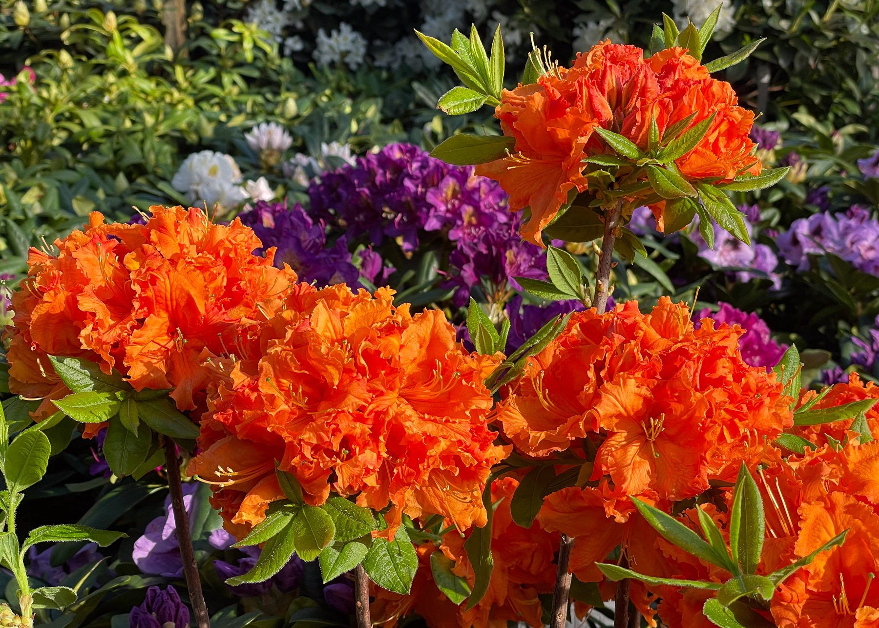 azalea och rododendron