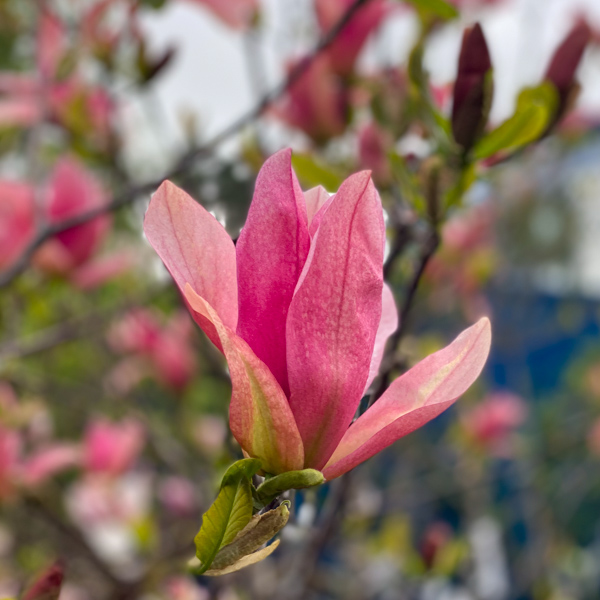 Bild på magnolia Daybreak