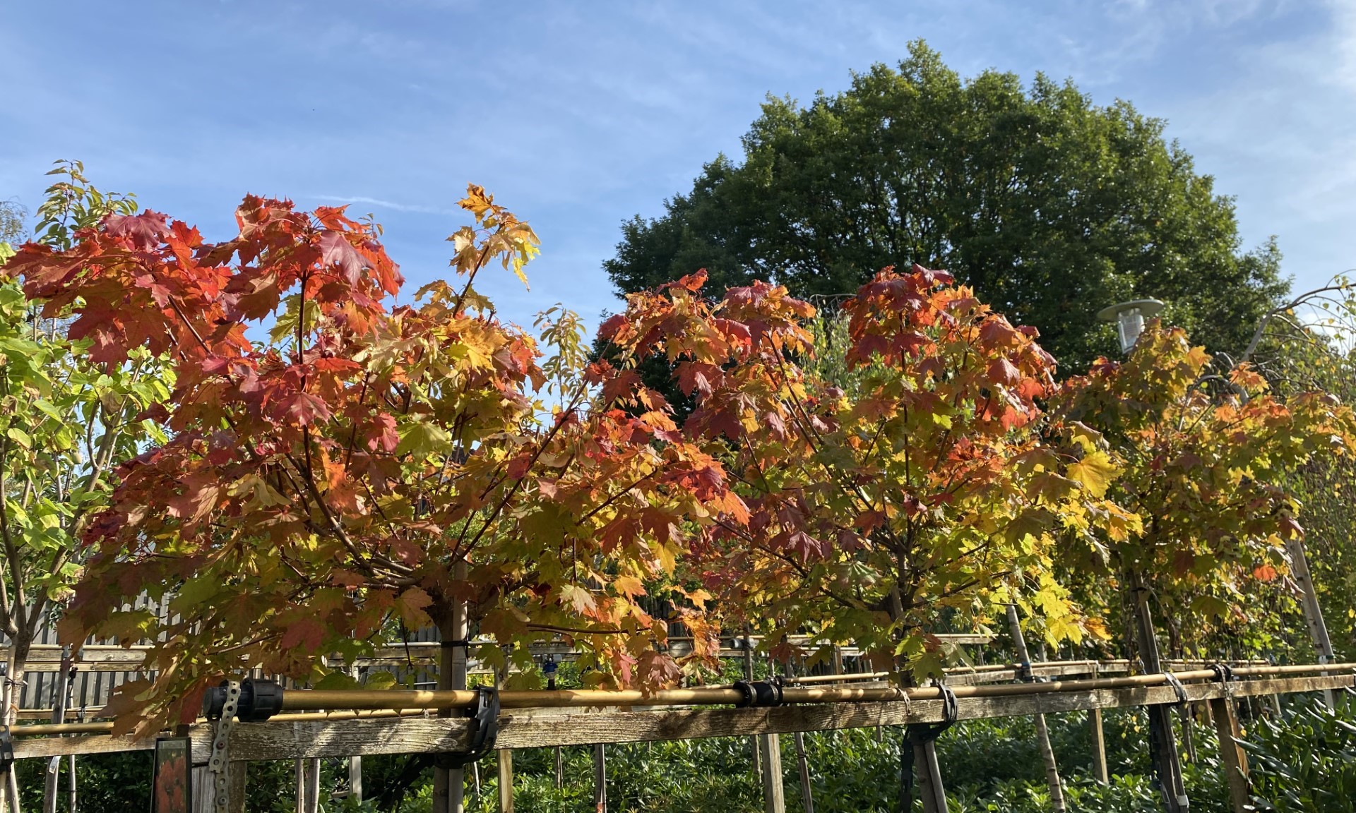 höstbild på klotlönnar Acer platanoides Globosum