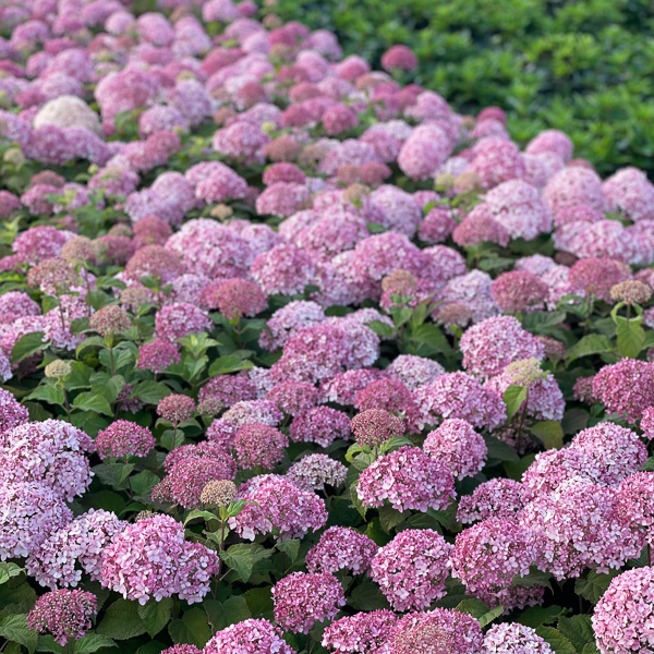 bild på blommande hortensia