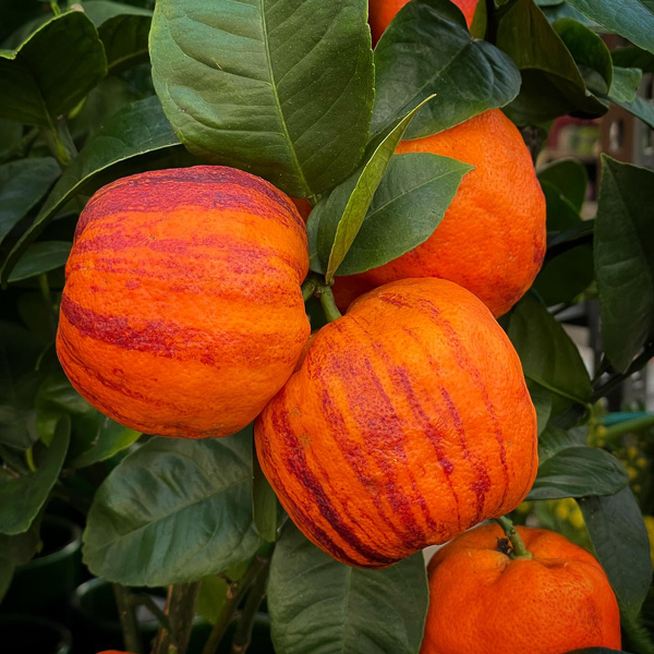 citrus acrobal