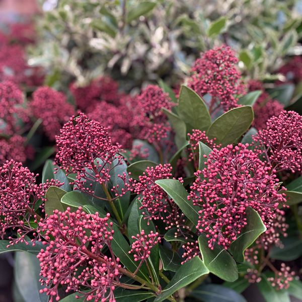 bild på skimmia