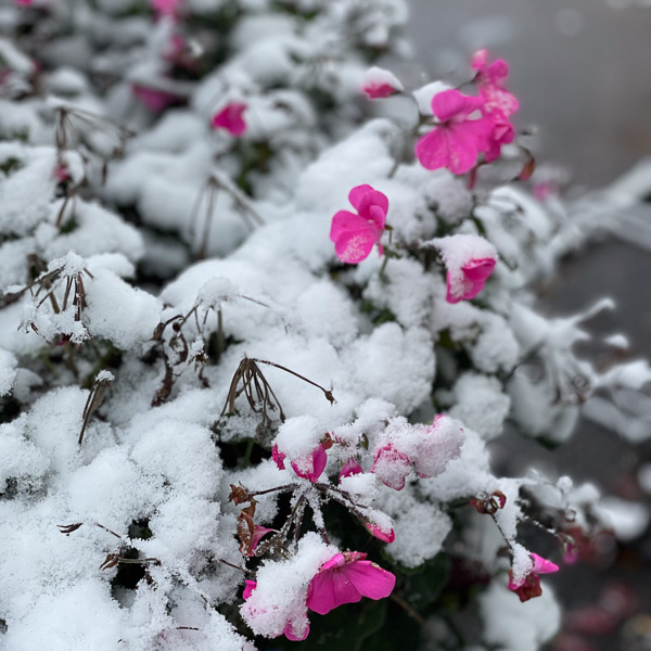 snötäckt blomma