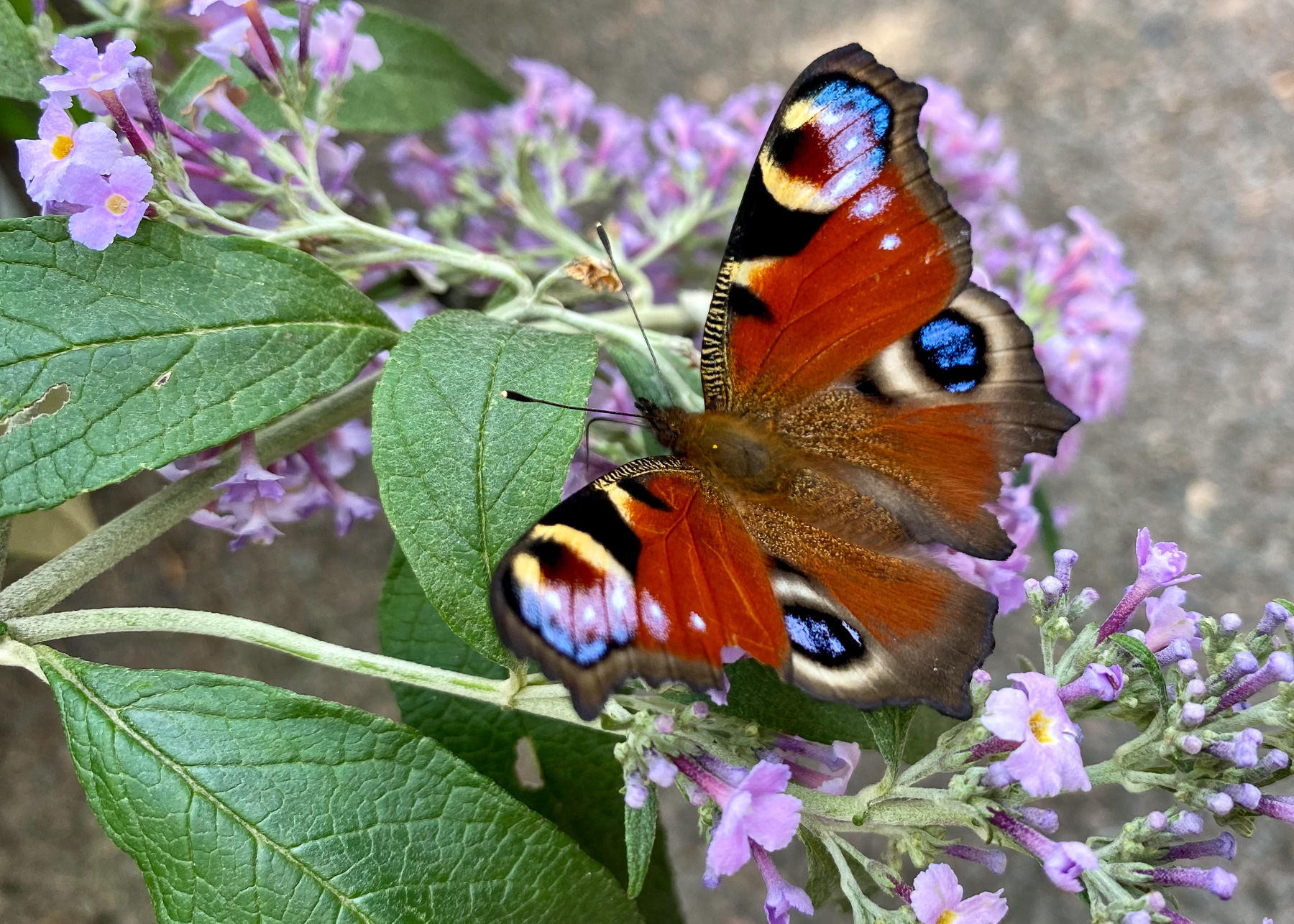 syrenbuddleja och påfågelöga
