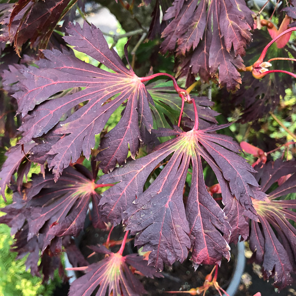 Acer Aconitifolium