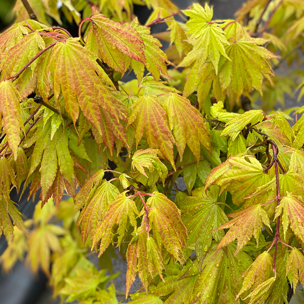 Acer Autumn Moon