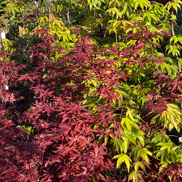 Acer Bloodgood