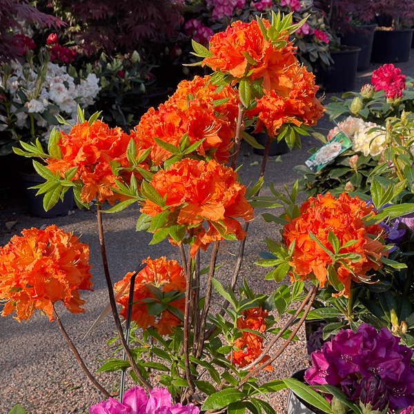 Azalea Gibraltar