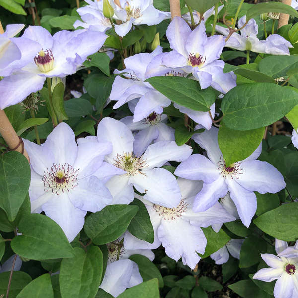 Clematis Ivan Olsson