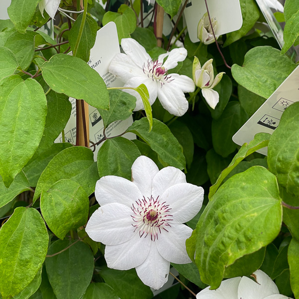 CLematis Miss Bateman