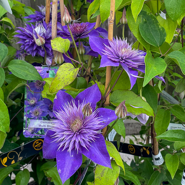 Clematis Multi Blue