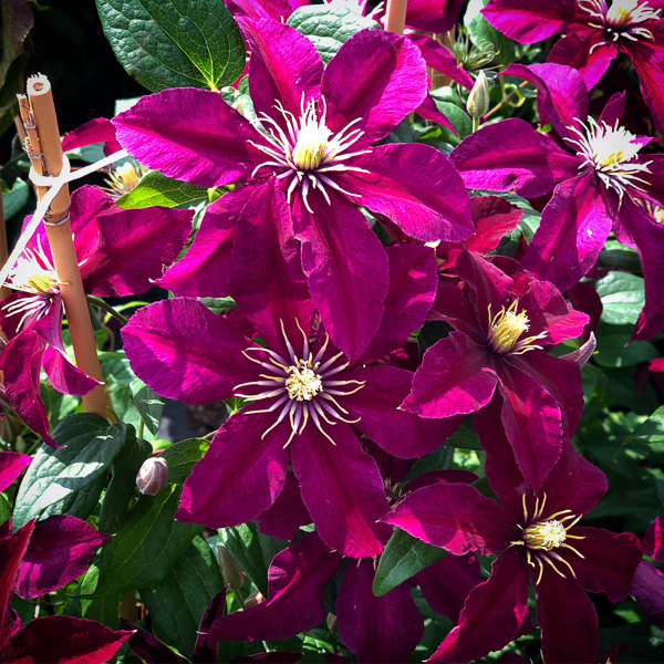 Clematis Niobe