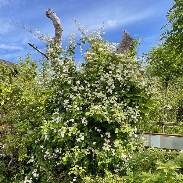 Clematis Paul Farges