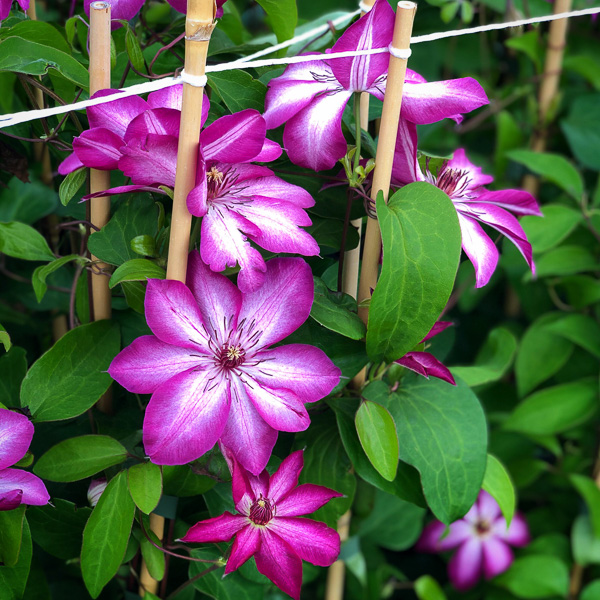 Clematis Picotee