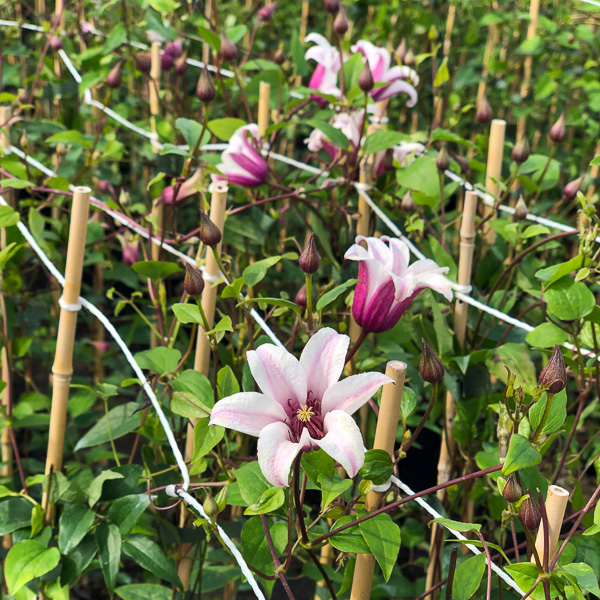 Clematis Princess Kate