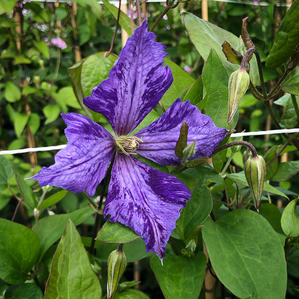 Clematis Tye Dye