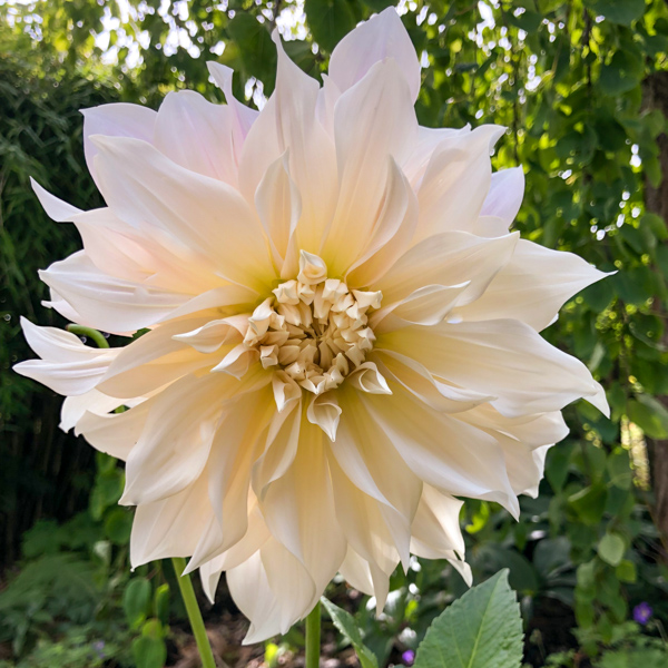 Dahlia Café au Lait