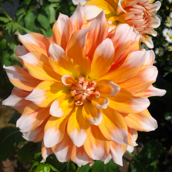 Dahlia Carribean Fantasy