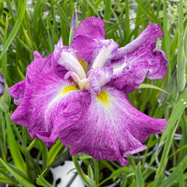 Iris Harlequinesque