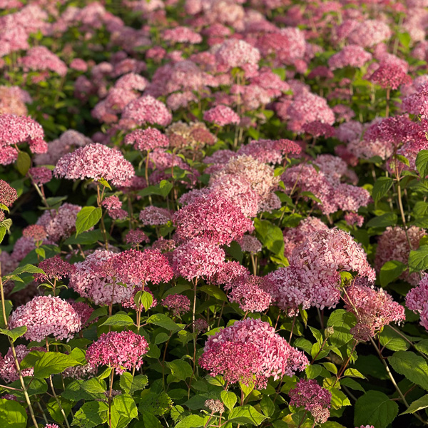 Hydrangea Candybelle