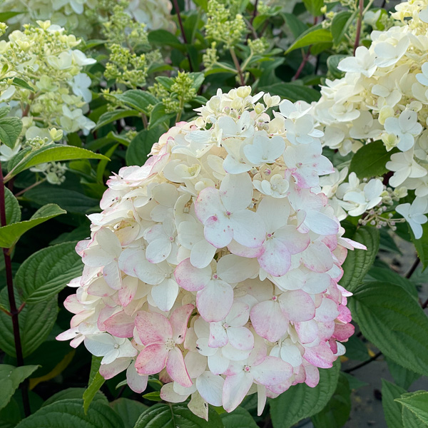 Vipphortensia