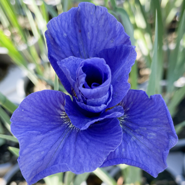 Iris Rambunctious