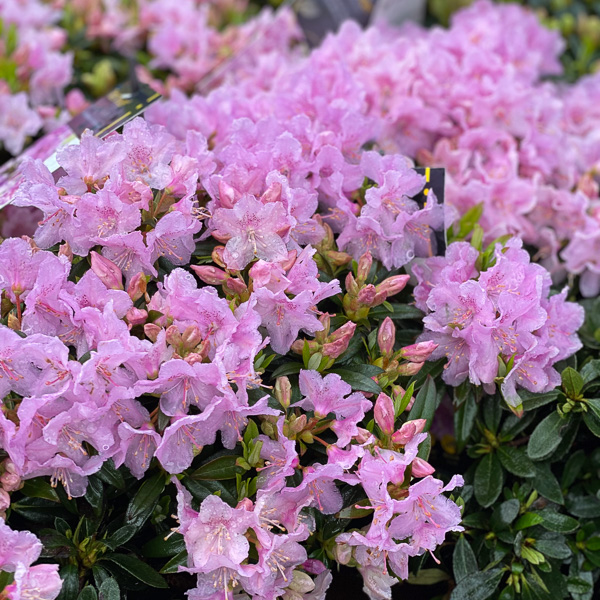 Rhododendron Robert Seleger