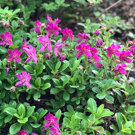 Rhododendron camtschaticum