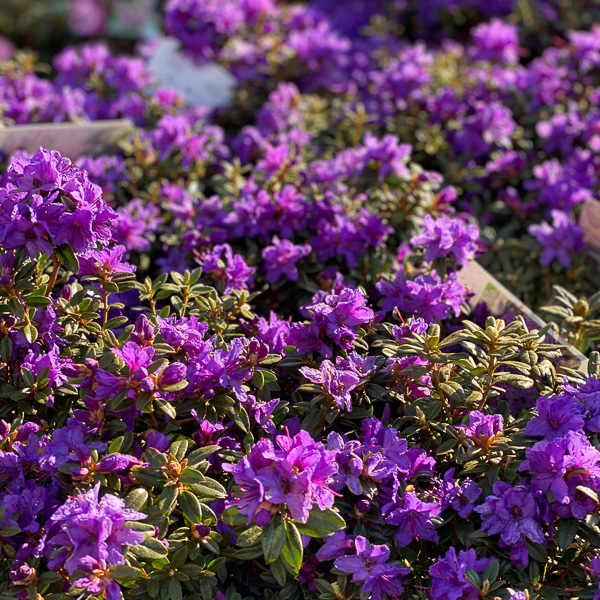 Rhododendron impeditum Saint Merryn