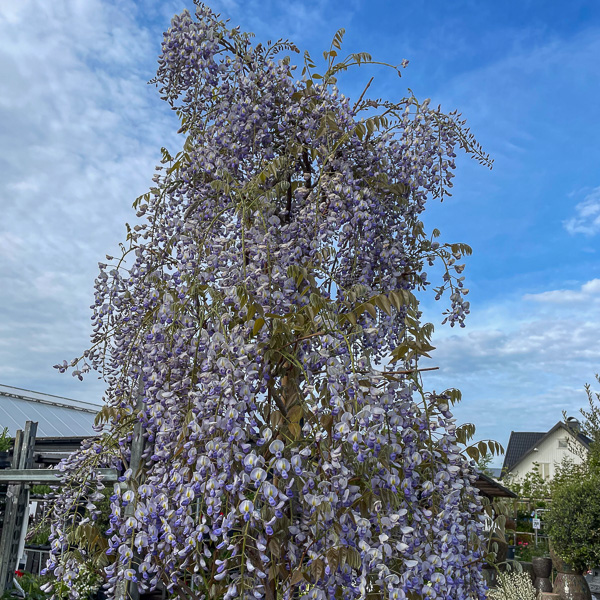 Blåregn