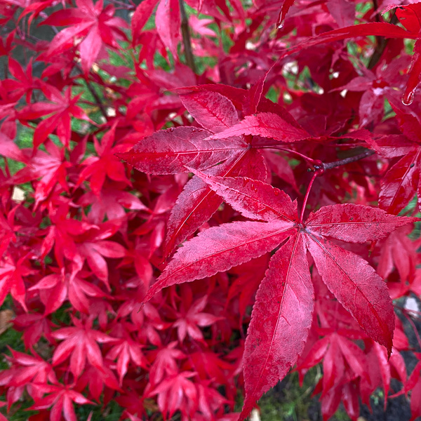 Acer palmatum Osakazuki