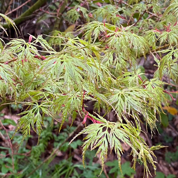 Acer palmatum Seiryu