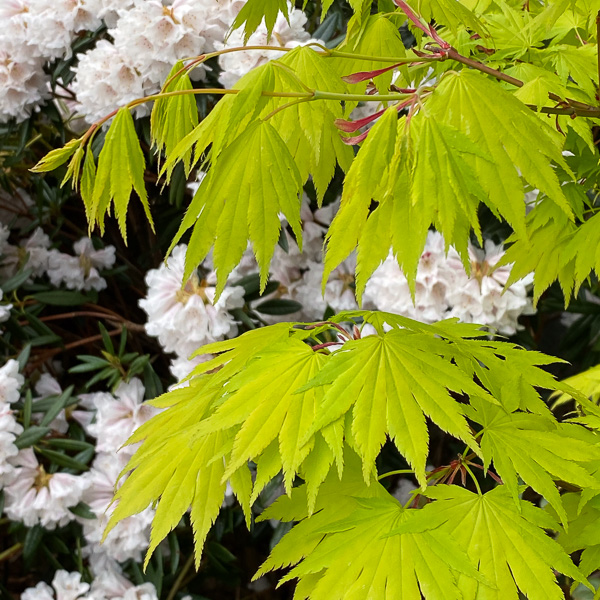 Acer shirasawanum Jordan