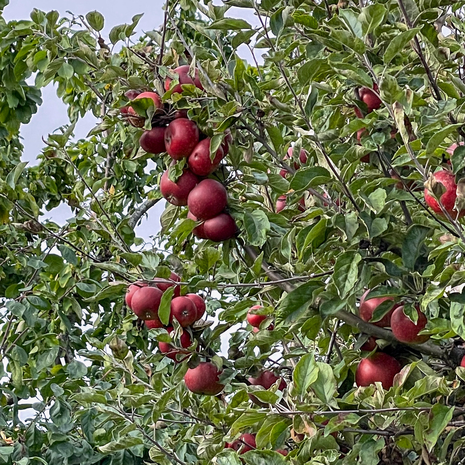 äppleträd med äpplen