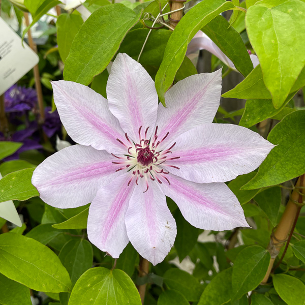 Clematis Nelly Moser