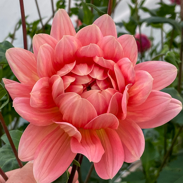 Dahlia Carolina Wagemans