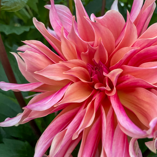 dahlia Penhill Watermelon