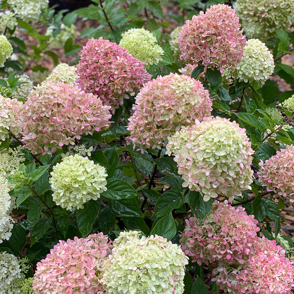 Hydrangea Little Lime