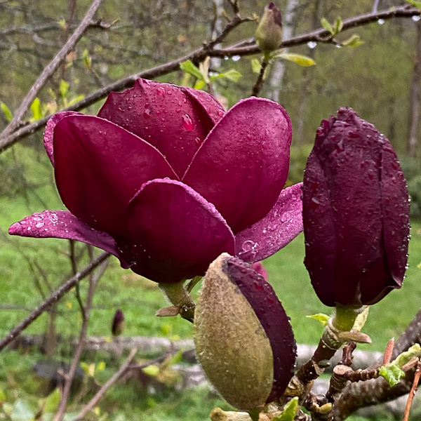 Magnolia Genie