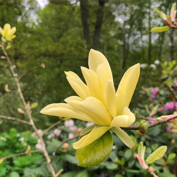 Magnolia Gold Star