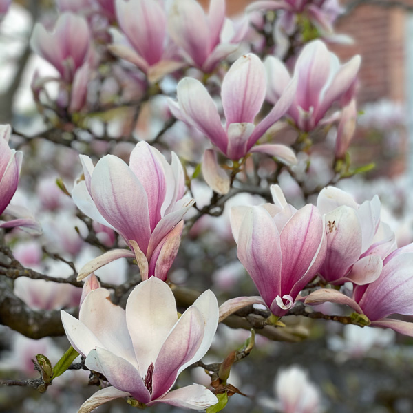 Magnolia soulangeana