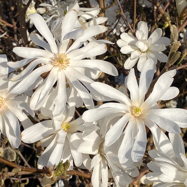 Magnolia stellata