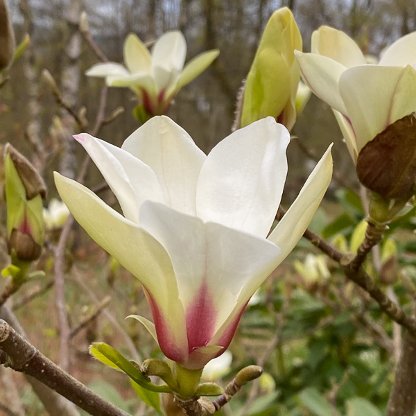 Magnolia Sunrise