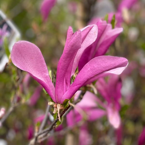 Magnolia 'Susan'