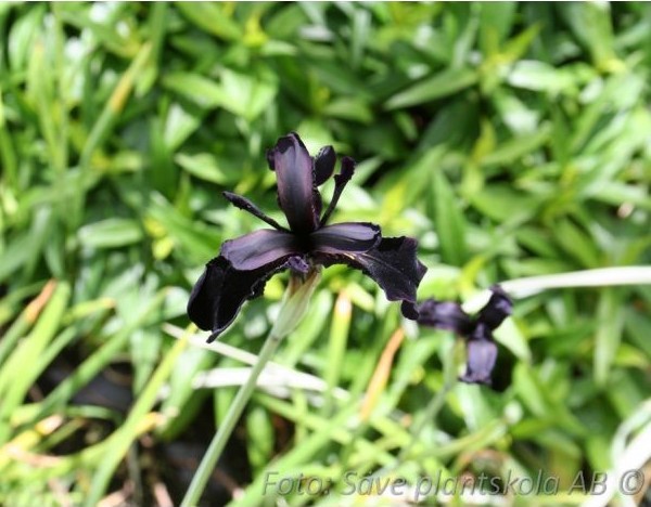 Iris chrysographes Black Form