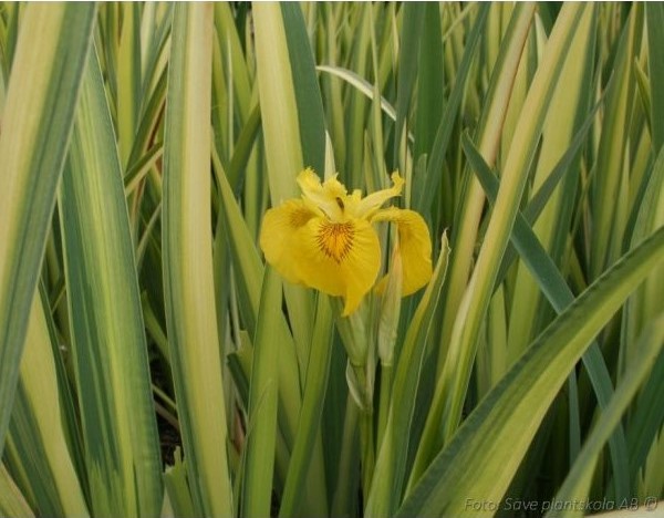 Iris pseudacorus Variegata