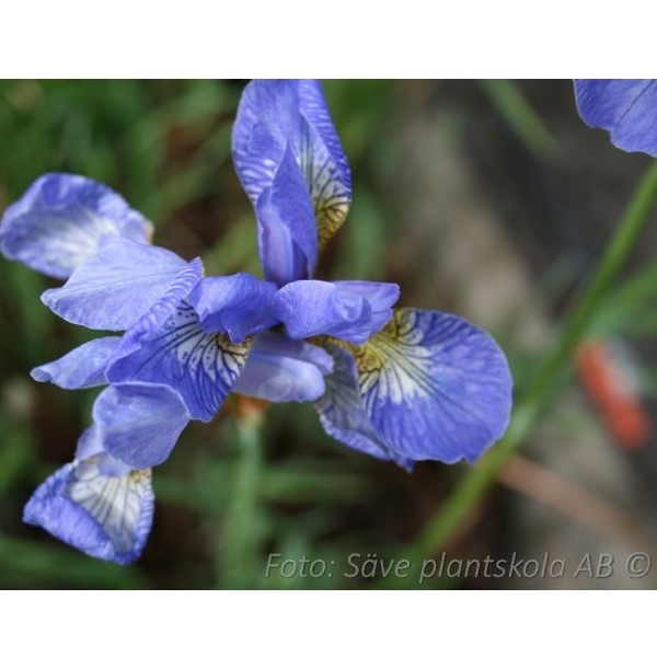 Iris sibirica Perry´s Blue