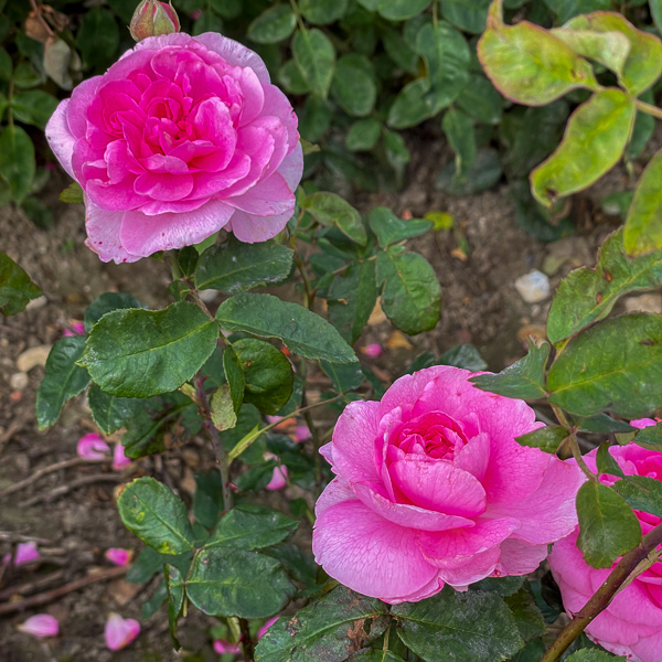 Austinros Gertrude Jekyll