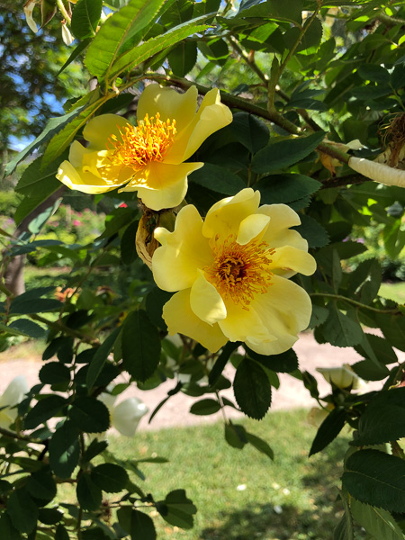 Vildrosor – molnlyckegc