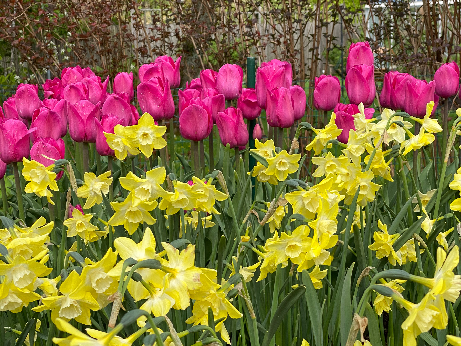 tulpaner narcisser